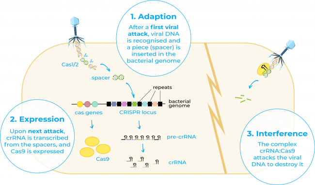 CRISPR cas as a immune system in bacteria