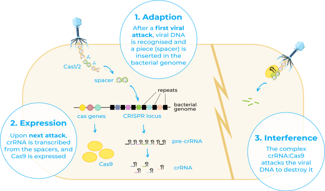 CRISPR cas as a immune system in bacteria
