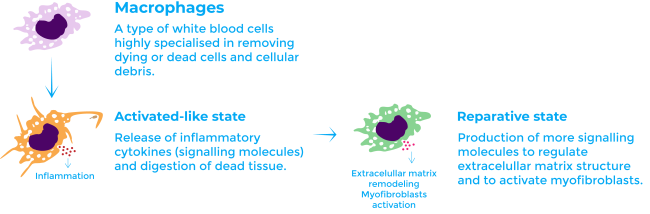 macrophages