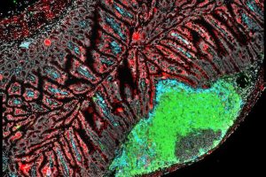 Intestinal cells important in the interaction with microbiome