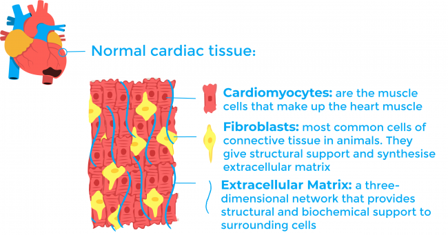 Explanation of normal cardiac tissue with cardiomyocytes, fibroblasts, and extracelullar matrix