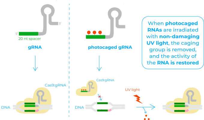 photocaged rnas