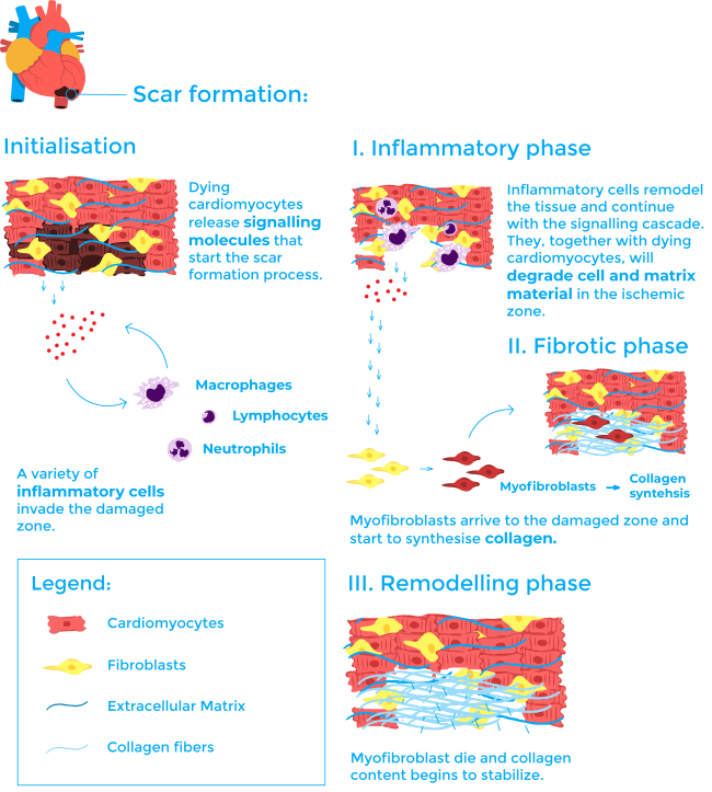 scar process_vertical