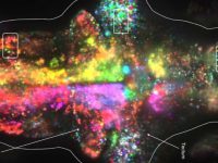 zebrafish brain visualized with indicators and virtual reality