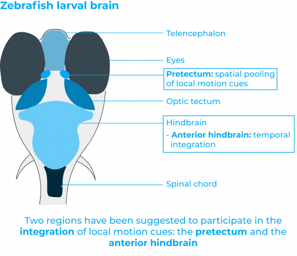 zebrafish brain